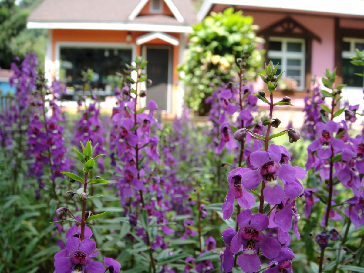 Li Jin Kuan Homestay Nanzhuang Exterior photo